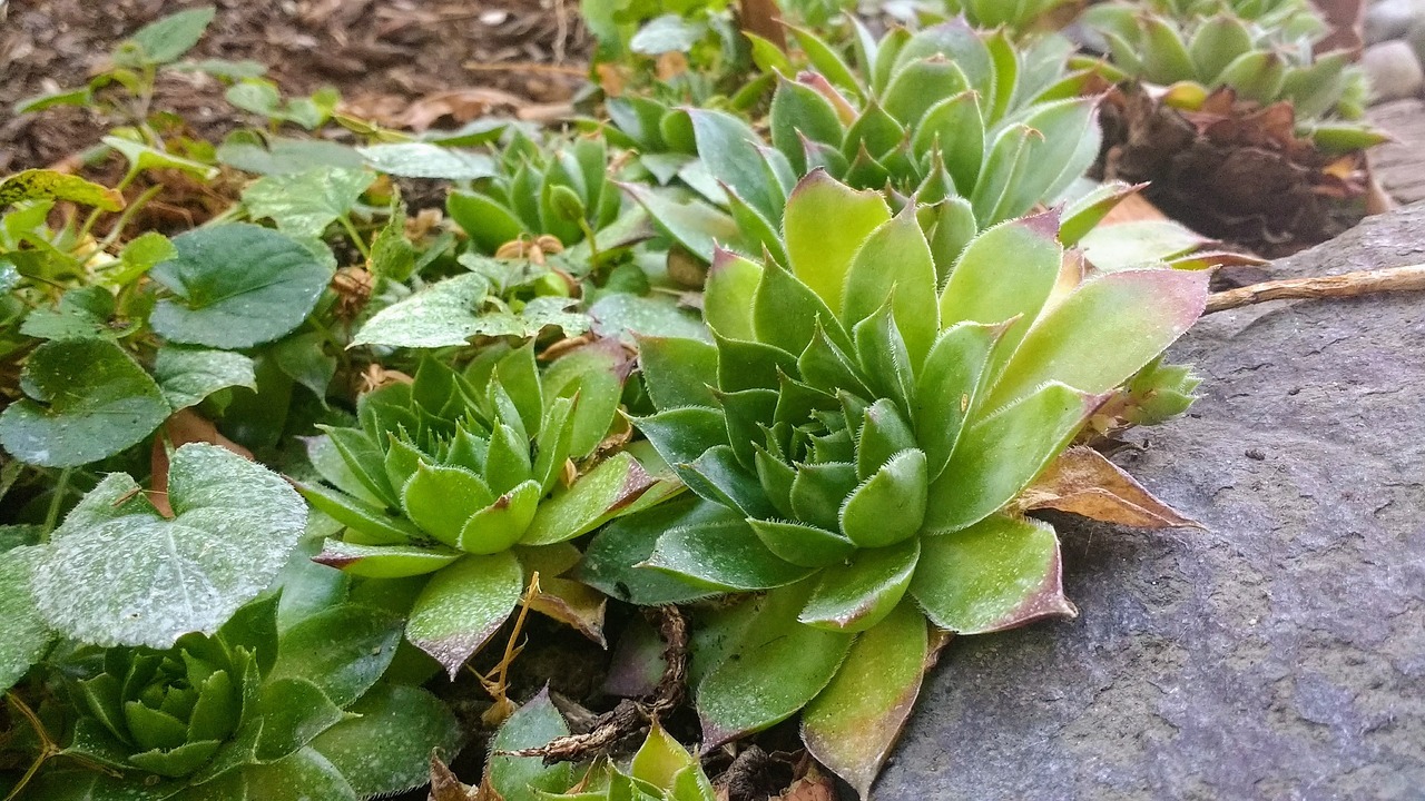 It’s Easy to Grow Succulents from Seeds, Here’s How