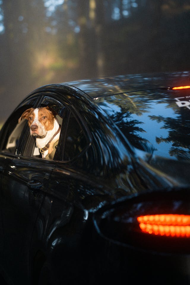 3 Tips for Preparing Your Car for a New Pet