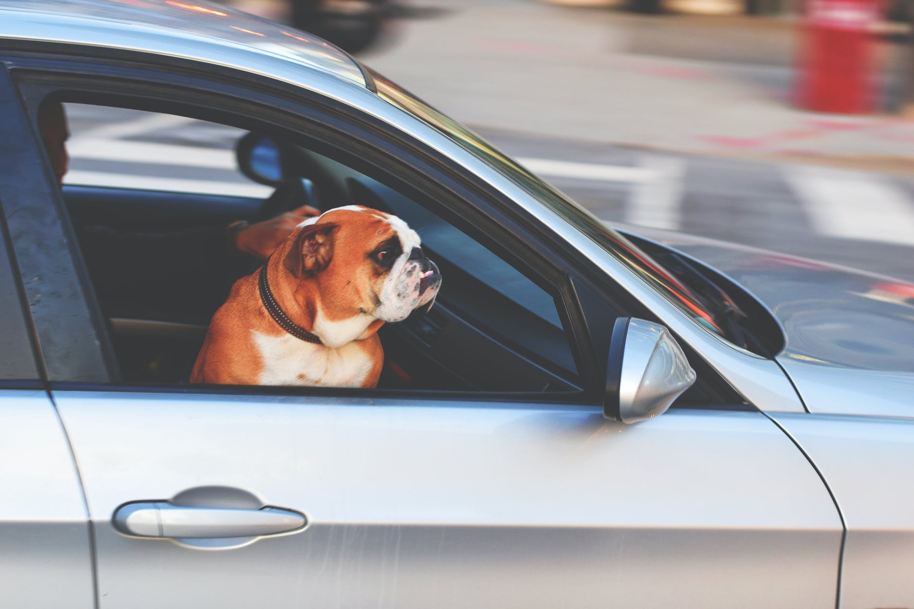 Tips For Travelling With A Dog In Your Car