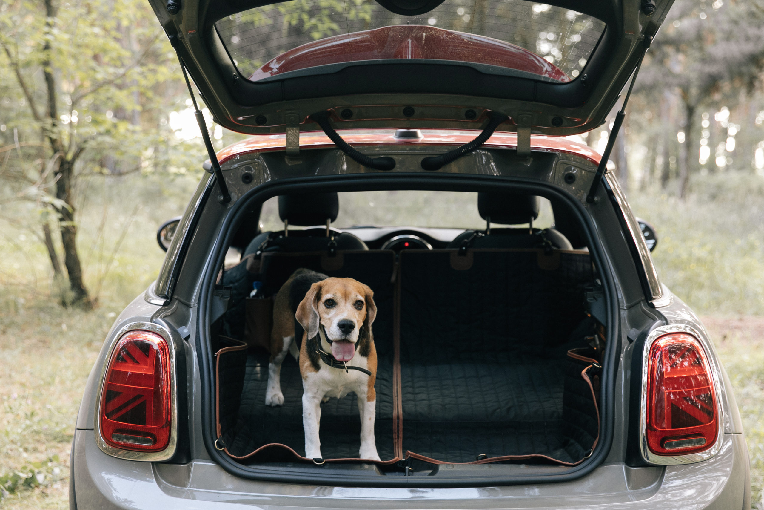 Top Car Hammocks for Dogs: 3 Key Features