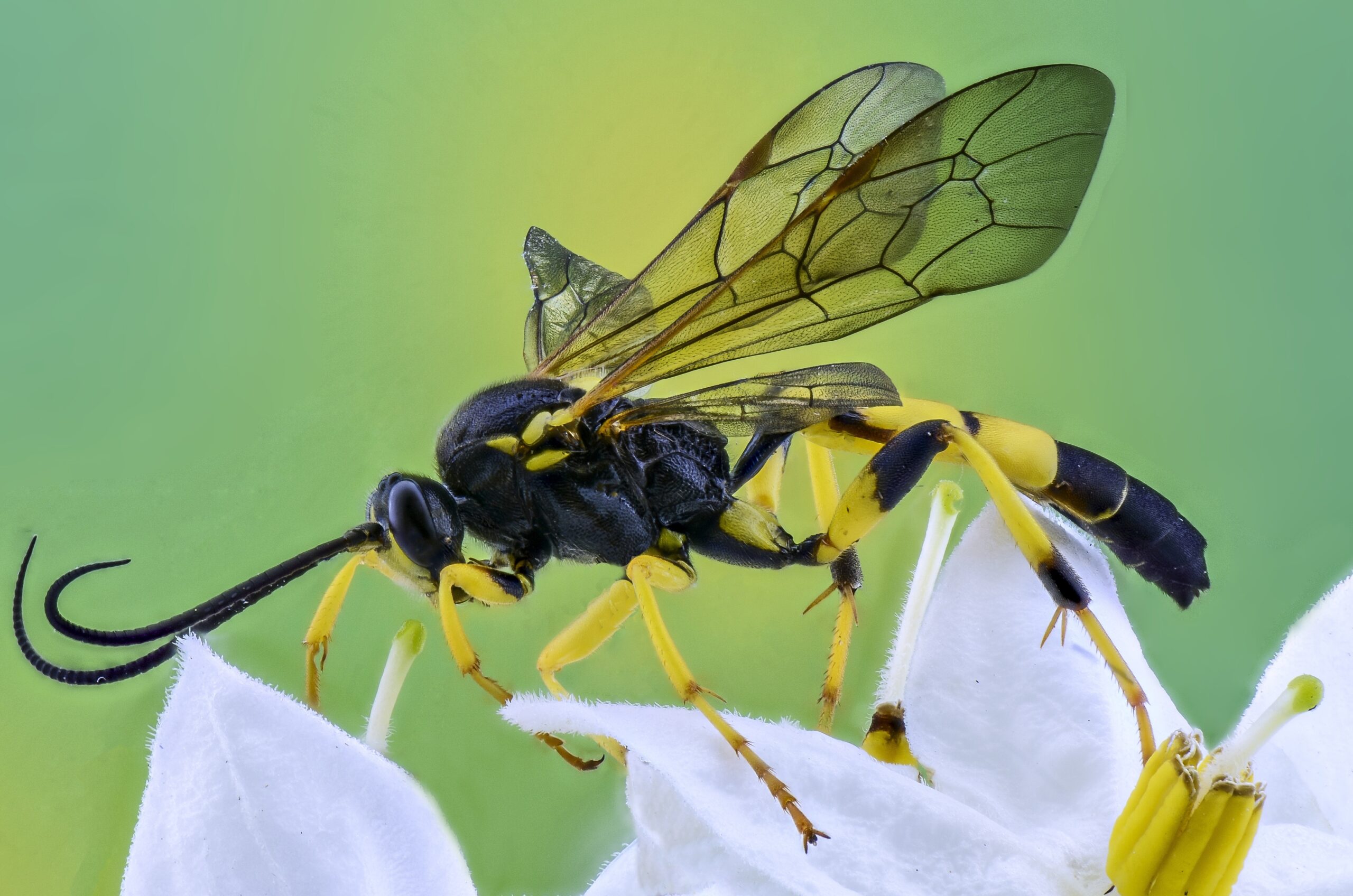 How to Keep Wasp Problems to a Minimum in Summer Using Pest Control