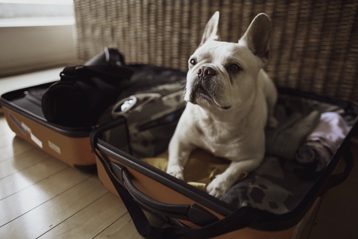 dog lying inside an open luggage