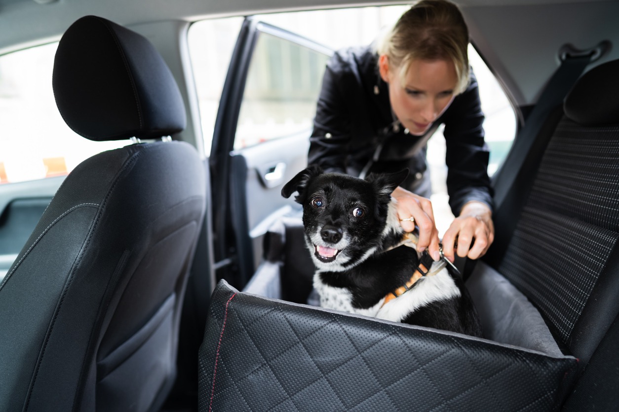 woman fastening her dog in the car using a safety belt