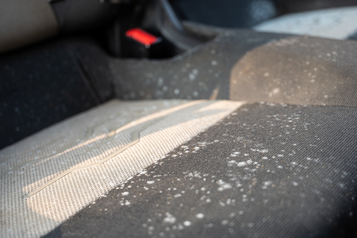 Mold on a car seat that has been left unused for several months. 